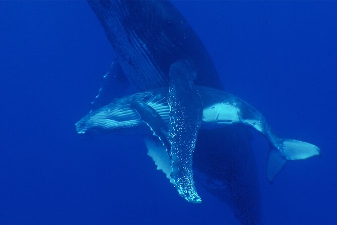 Whale watching in the calm of the peninsula with Tātahi tours - Should you book this Tātahi Tours whale watching in Tahiti?