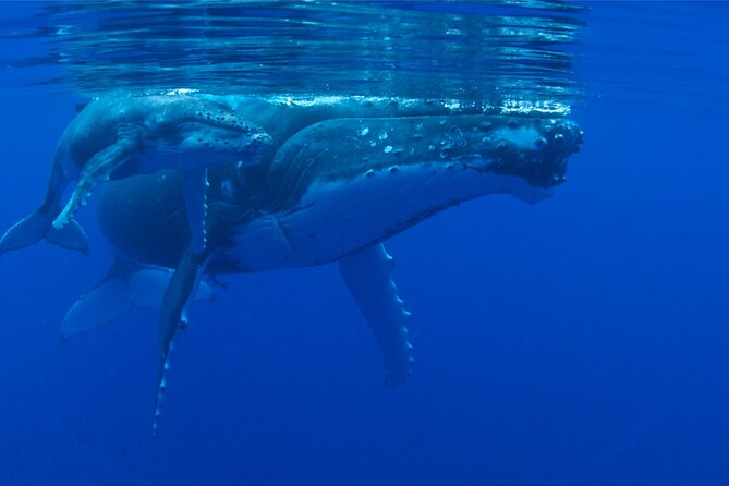 Whale watching in the calm of the peninsula with Tātahi tours - The whale search plan: briefing, hydrophone song, then optional water time