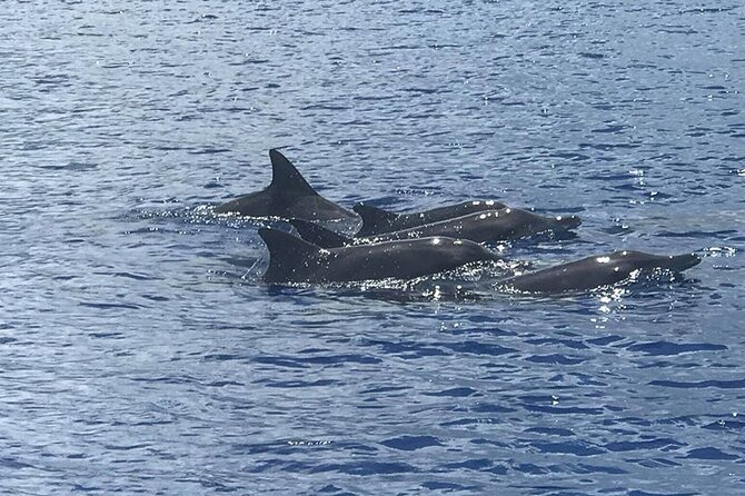 Whale Watching Moorea (non-swimming) - Key things to know before you go