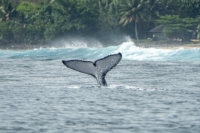 Whale Watching Moorea (non-swimming) - Small Boat Comfort, Crew Spotting, and the Realities of Deck Time