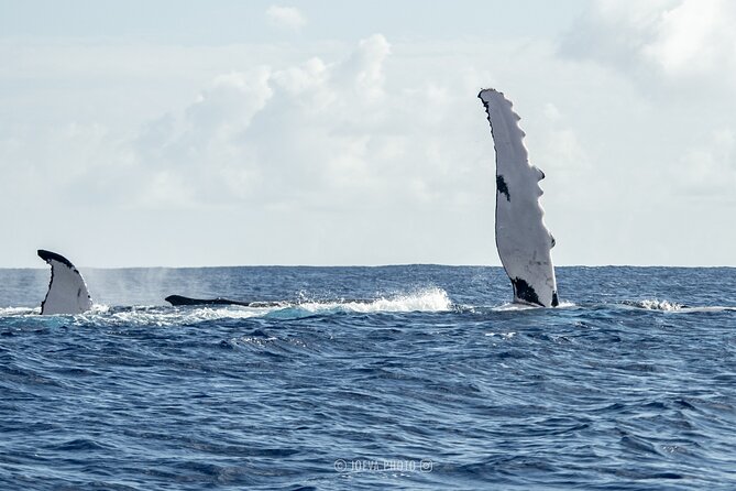 Whale Watching Moorea (non-swimming) - Price and Value: What $151.83 Buys You
