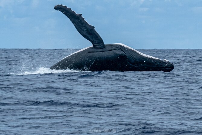 Whale Watching Moorea (non-swimming) - What to Bring for a Non-Swimming Whale Watch Day