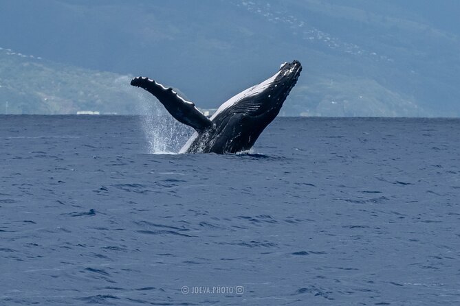 Whale Watching Moorea (non-swimming) - Seasickness, Timing, and How to Avoid a Bad Day at Sea