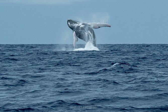 Whale Watching Moorea (non-swimming) - Who Should Book This Moorea Whale Watching Option