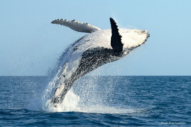 Whale Watching Moorea (non-swimming) - What the Non-Swimming Whale Tour Looks Like on Your Schedule