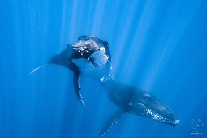 Whale watching on the preserved and quiet coast of Paea (Pk26) - Key things I’d circle before you book