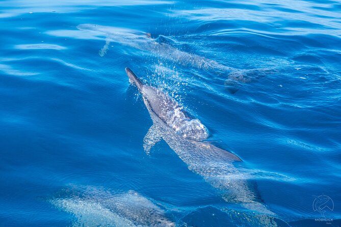 Whale watching on the preserved and quiet coast of Paea (Pk26) - Paea and Papara, a quieter humpback zone that still feels wild