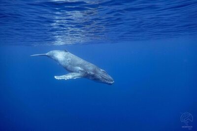 Whale watching on the preserved and quiet coast of Paea (Pk26)