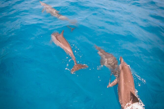 Whale watching on the preserved and quiet coast of Paea (Pk26) - Price and value: what you’re really paying for at about $205