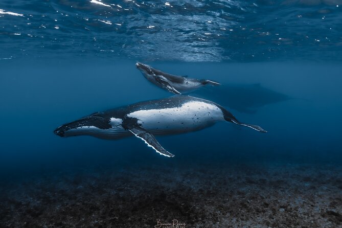 Whale Watching Shared Half Day - Key highlights worth knowing