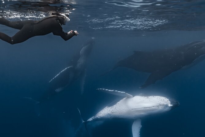 Whale Watching Shared Half Day - Your Half Day at Sea: How the 4 Hours Typically Unfold