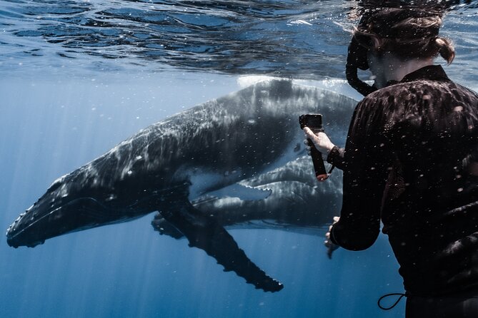 Whale Watching Shared Half Day - The Swimming Moment: When It Happens and Why It Feels Different