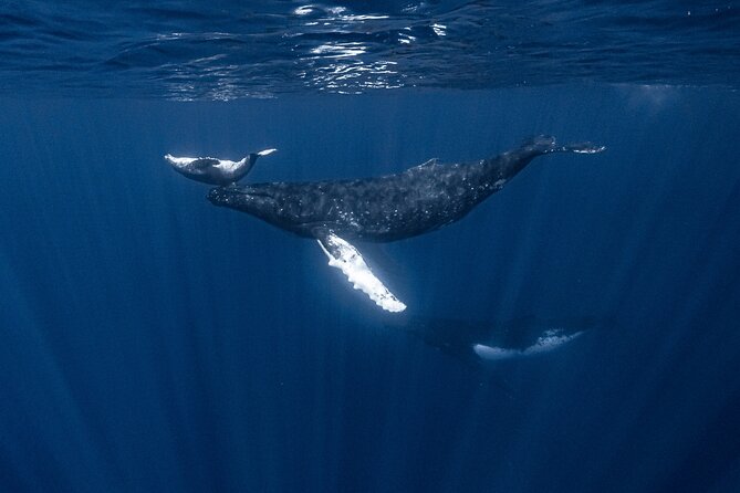 Whale Watching Shared Half Day - Who This Tour Fits Best (and Who Might Reconsider)