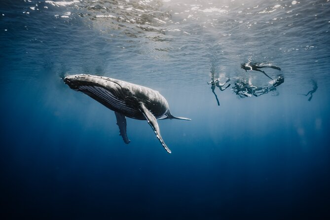Whale Watching Shared Half Day - Meet the Crew: Flo or Floriane With You, Tuhiki Running the Boat