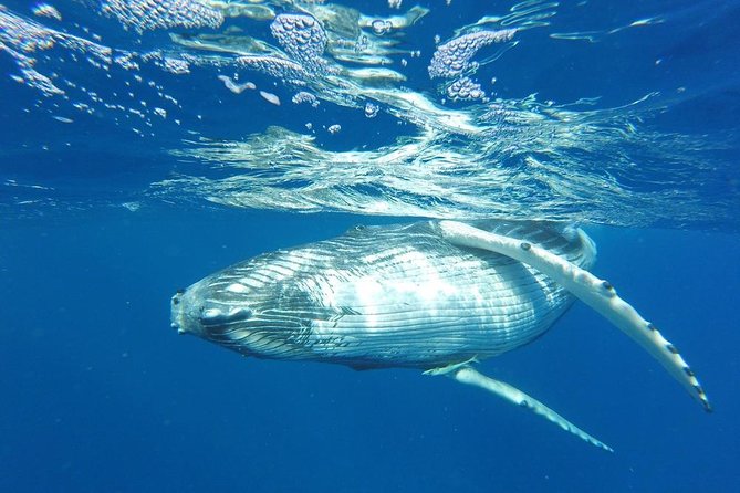 Whale Watching Tours in Bora Bora - Key things to know before you go