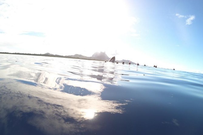 Whale Watching Tours in Bora Bora - Why this whale tour feels more like whale etiquette than a show