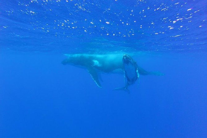 Whale Watching Tours in Bora Bora - Swimming and safety expectations before you go in