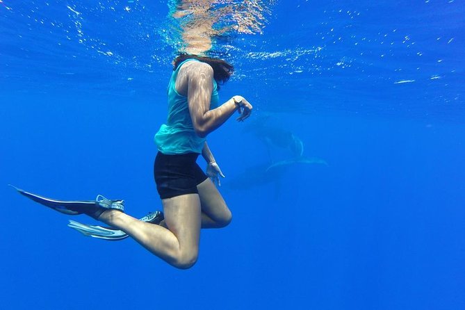 Whale Watching Tours in Bora Bora - Price and logistics: $305.30, pickup, and a tight group vibe